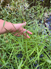 Leersia oryzoides, photograph author not stated, no rights reserved