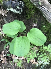 Smilax ecirrhata