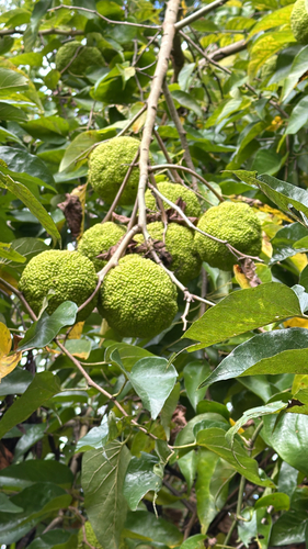 Osage-orange