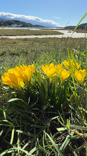 Winter Daffodil