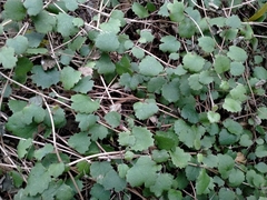 Brachyglottis sciadophila