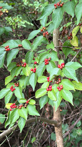 Amur honeysuckle