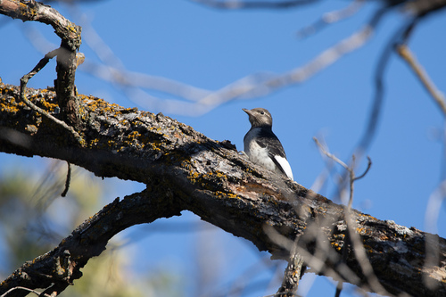 Red-headed Woodpecker