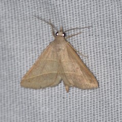 Hemeroplanis parallela