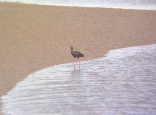 Glossy Ibis
