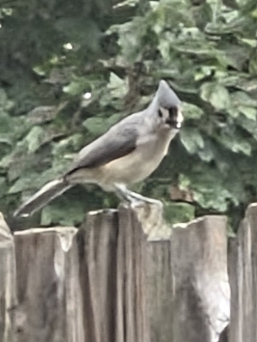 Tufted Titmouse