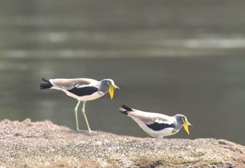 White-crowned Lapwing