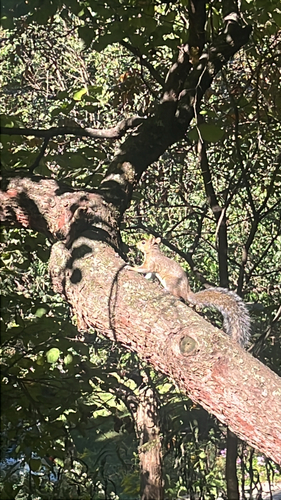 Eastern Gray Squirrel