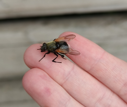 moustached fly