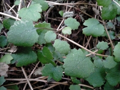 Brachyglottis sciadophila