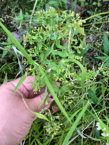 Hypericum mutilum, photograph 2