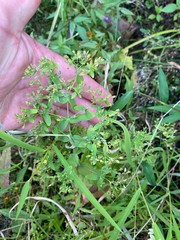 Hypericum mutilum
