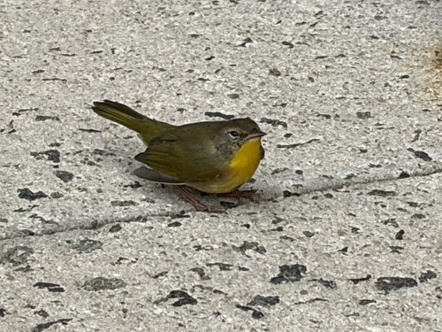 Common Yellowthroat