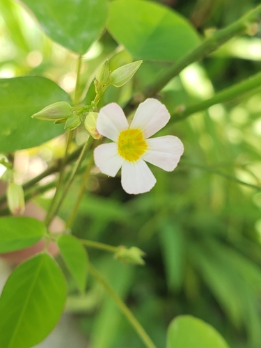 Lavender Sorrel