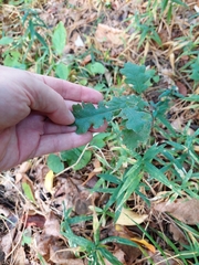 Quercus pubescens, photograph (c) Viktor Strenada, some rights reserved (CC BY)