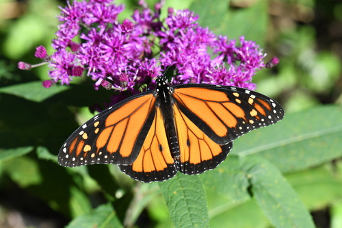Monarch