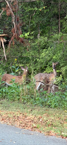 White-tailed Deer