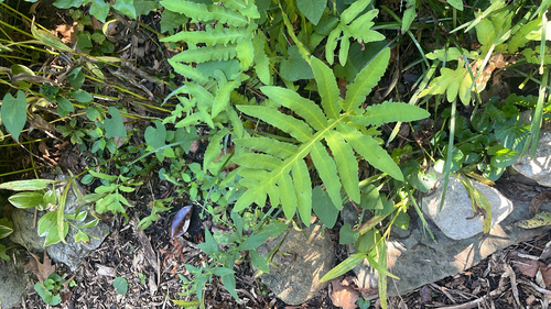sensitive fern