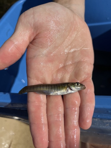 Eastern Banded Killifish