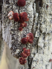 Ophioparma rubricosa