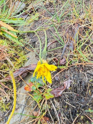 Scorzoneroides autumnalis, photograph 4