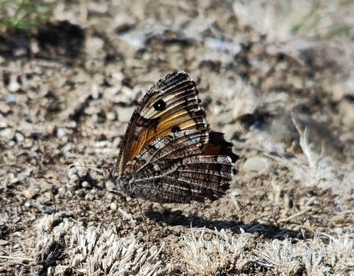 Grayling