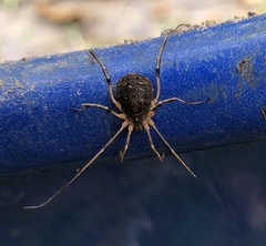 Eumesosoma