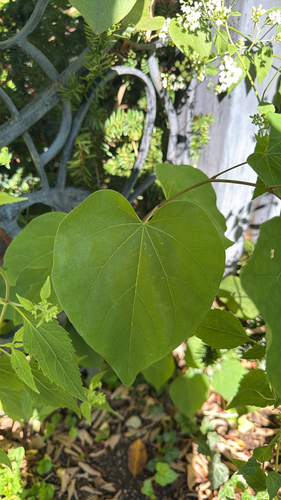 eastern redbud