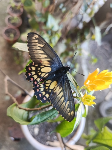 Euryades corethrus