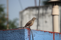 Toxostoma curvirostre
