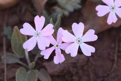 Phlox woodhousei