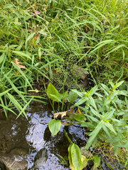 Alisma subcordatum