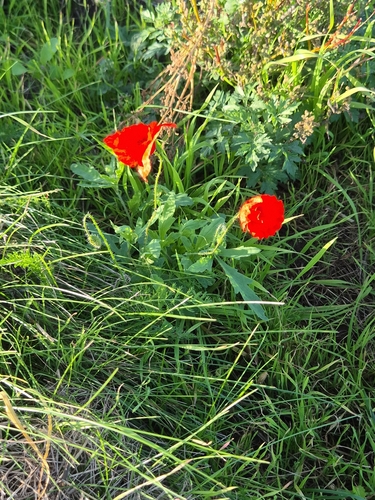 common poppy