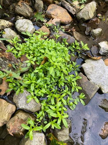 Myosotis scorpioides