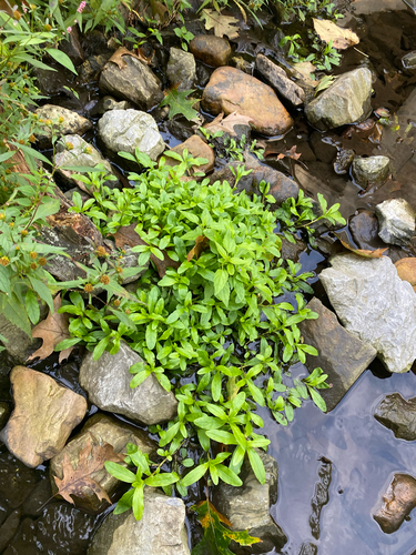 Myosotis scorpioides, photograph 2