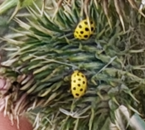 22-spot Ladybird