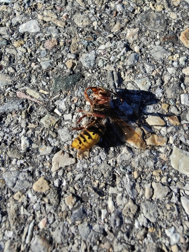 European Hornet