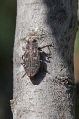 Chrysobothris mali