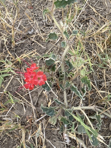 devil's bouquet