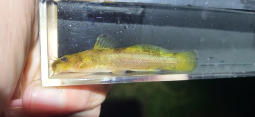 Black River Madtom