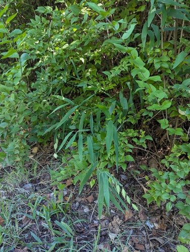 Chasmanthium latifolium, photograph 1