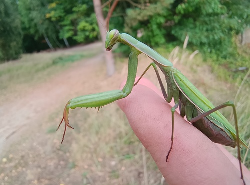 European Mantis