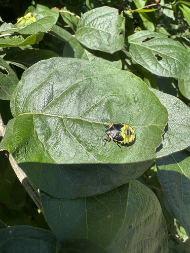 Green Stink Bug