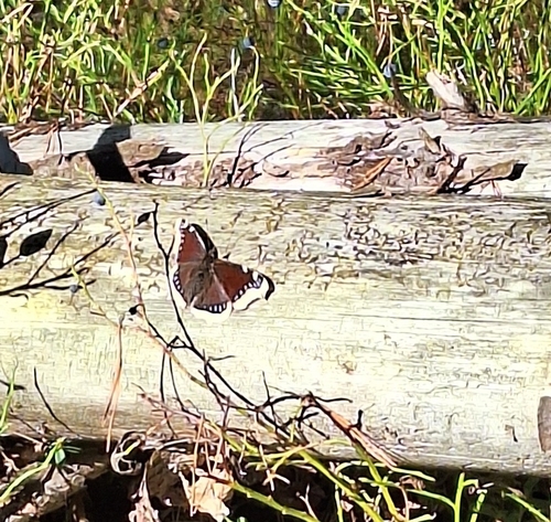 Mourning Cloak