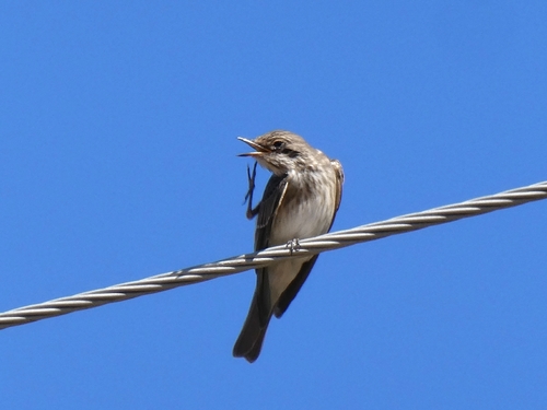 Spotted Flycatcher