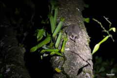 Allocebus trichotis