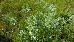 Eryngium vaseyi