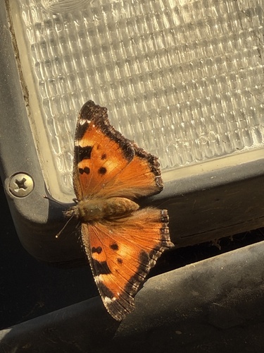 California Tortoiseshell