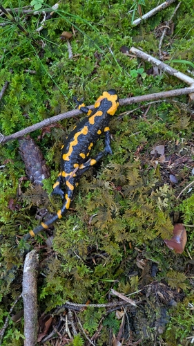 Fire Salamander