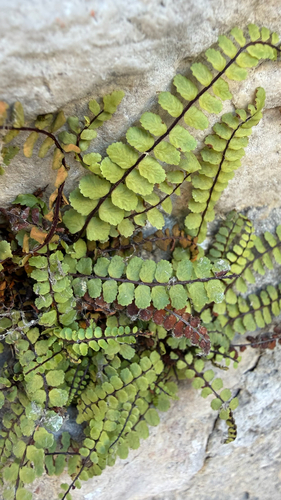 maidenhair spleenwort